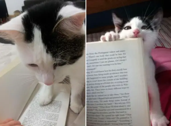 14 cats that are sure your attention is misplaced 3