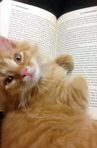 14 cats that are sure your attention is misplaced 4