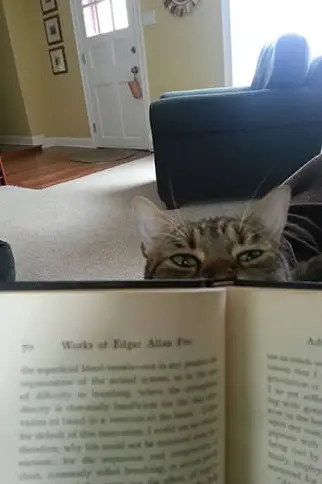 14 cats that are sure your attention is misplaced 8