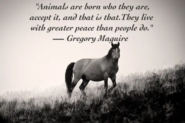 14 inspiring animal quotes that will put things in perspective 10