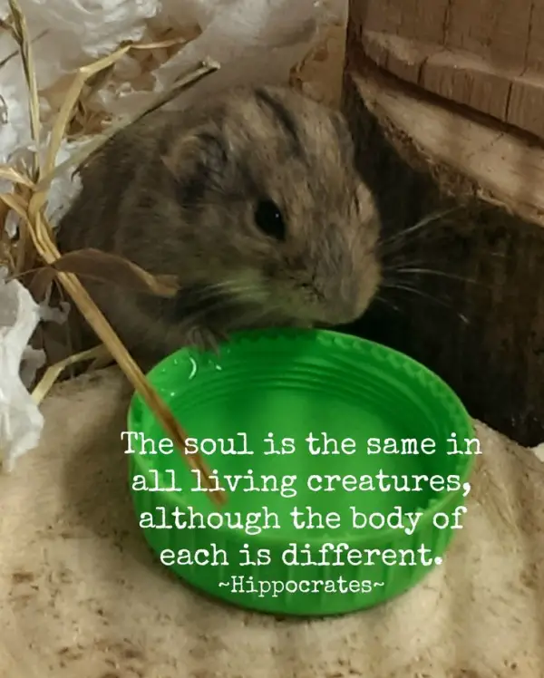 14 inspiring animal quotes that will put things in perspective 12