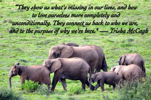 14 inspiring animal quotes that will put things in perspective 14