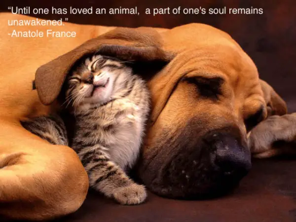 14 inspiring animal quotes that will put things in perspective 3