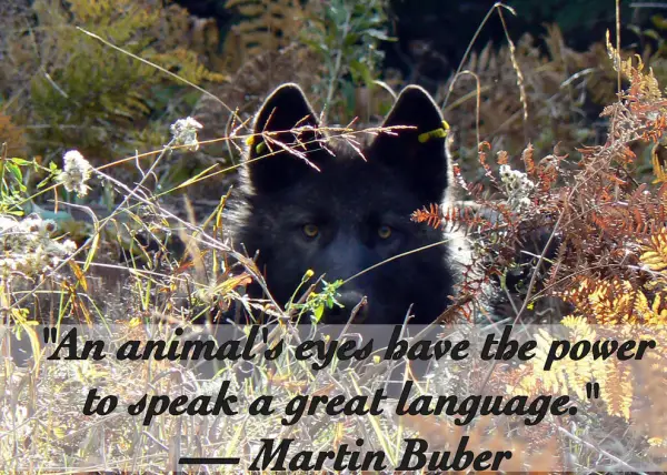 14 inspiring animal quotes that will put things in perspective 7