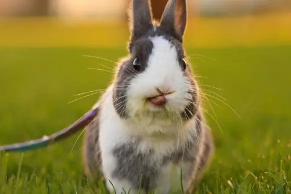 14 pictures of the sweetest little bunnies 1