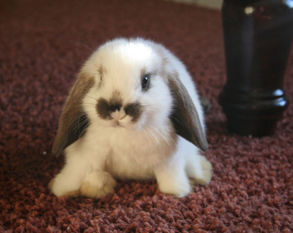 14 pictures of the sweetest little bunnies 10