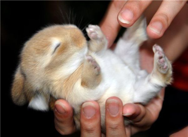 14 pictures of the sweetest little bunnies 11