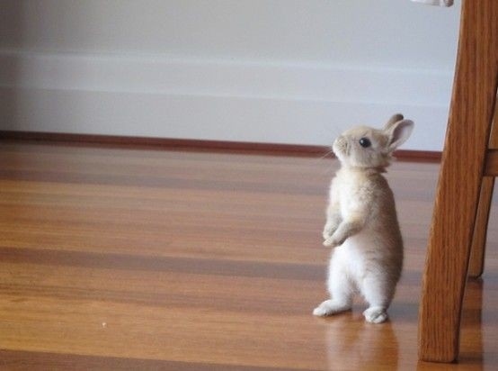 14 pictures of the sweetest little bunnies 12