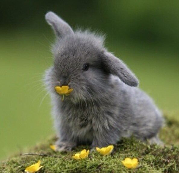 14 pictures of the sweetest little bunnies 13