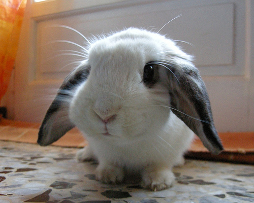 14 pictures of the sweetest little bunnies 14