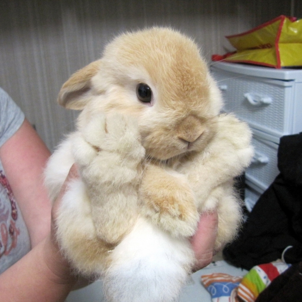 14 pictures of the sweetest little bunnies 2