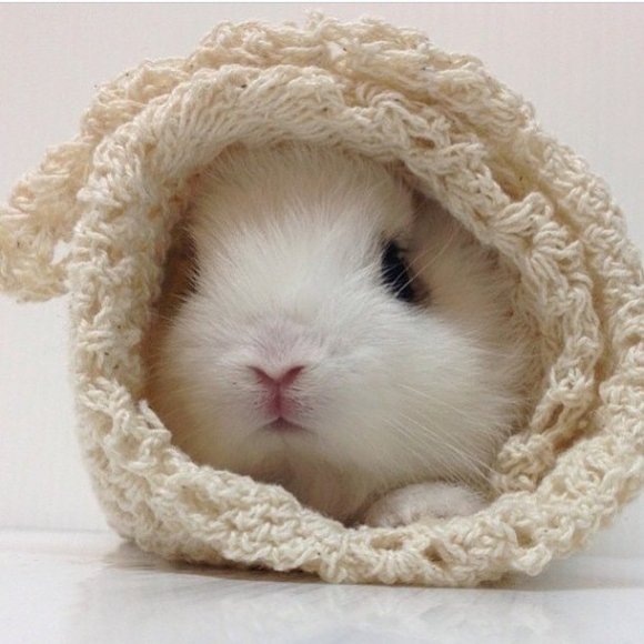 14 pictures of the sweetest little bunnies 3