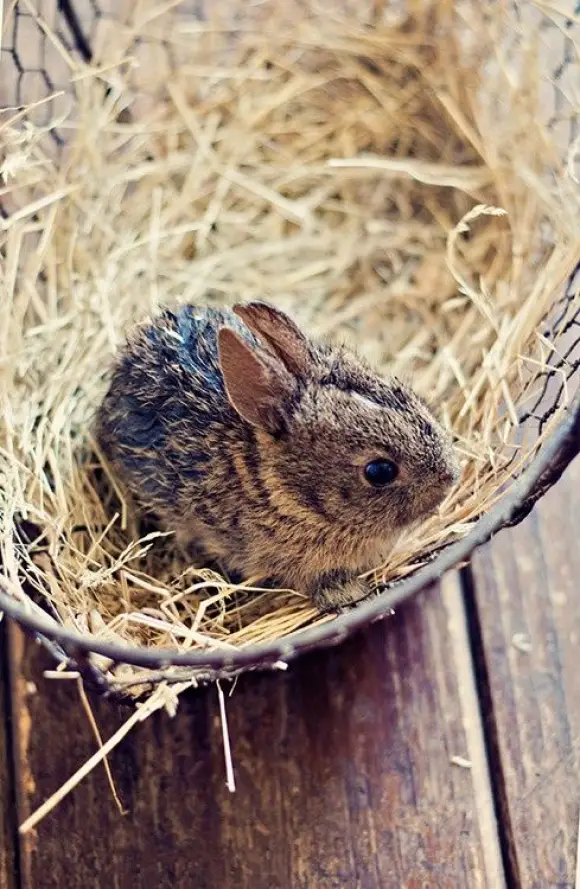 14 pictures of the sweetest little bunnies 6
