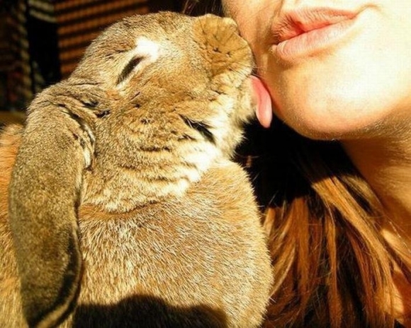 14 pictures of the sweetest little bunnies 7