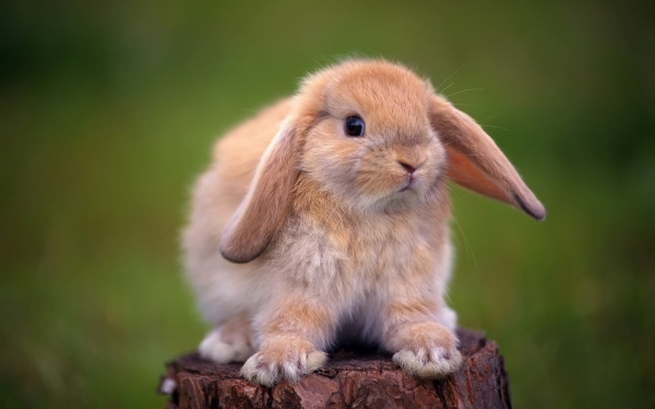 14 pictures of the sweetest little bunnies 8