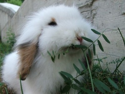 14 pictures of the sweetest little bunnies 9