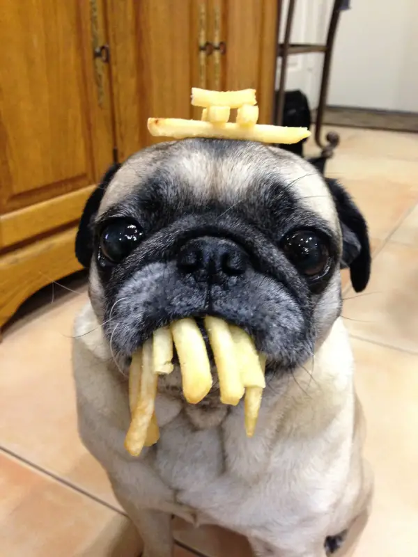 16 animals that are masters of self control 10