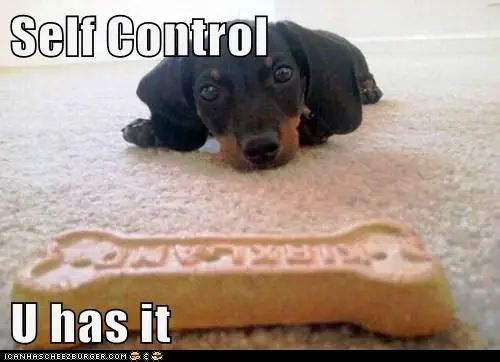16 animals that are masters of self control 11