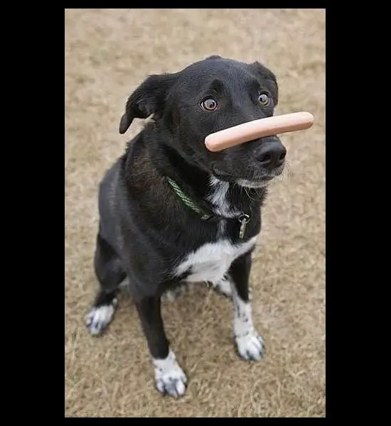 16 animals that are masters of self control 3