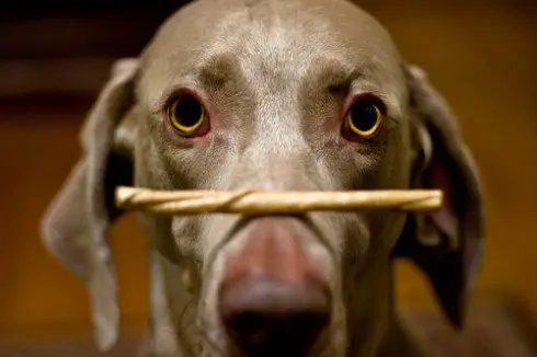 16 animals that are masters of self control 7