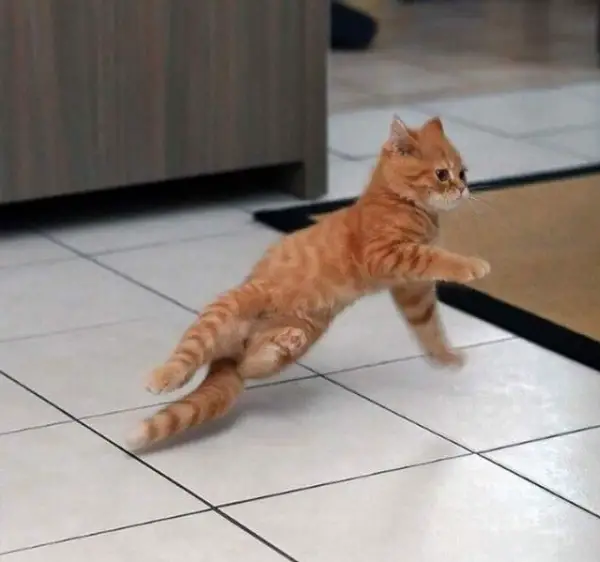 16 animals with some really slick moves 2