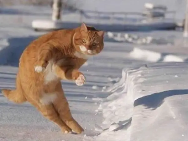 16 animals with some really slick moves 4