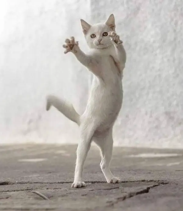 16 animals with some really slick moves 8