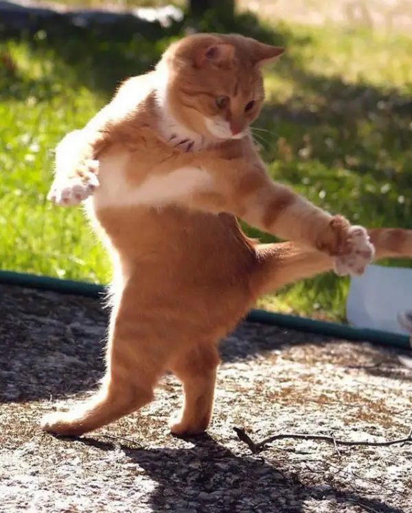 16 animals with some really slick moves 9