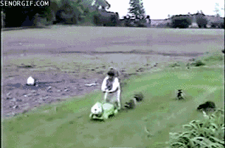 16 gifs of adorable little thieves 12