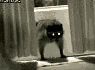 16 gifs of adorable little thieves 13