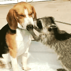16 gifs of adorable little thieves 15