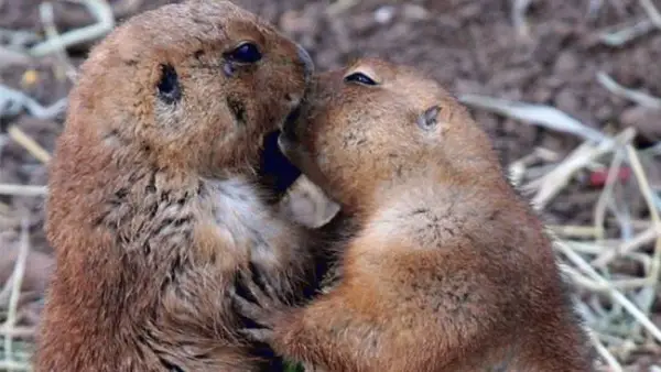 16 pics that will show you that all you need is love 10