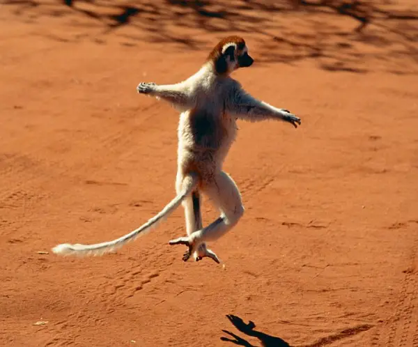 17 animals with some serious moves 12