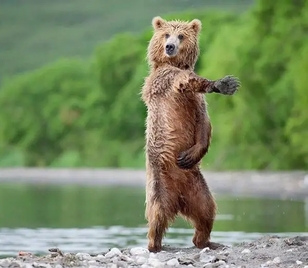17 animals with some serious moves 8
