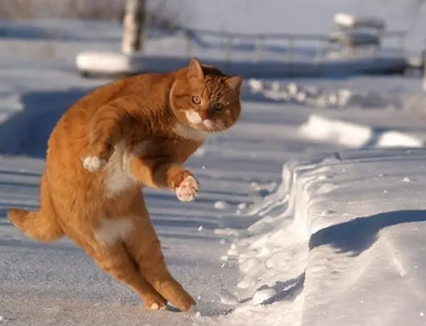 17 animals with some serious moves 9