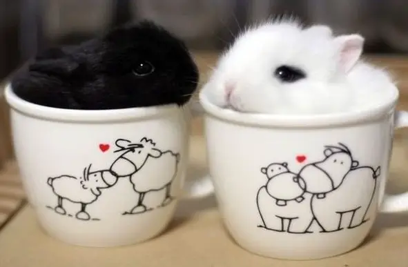 17 cups of cuteness coming right up 14