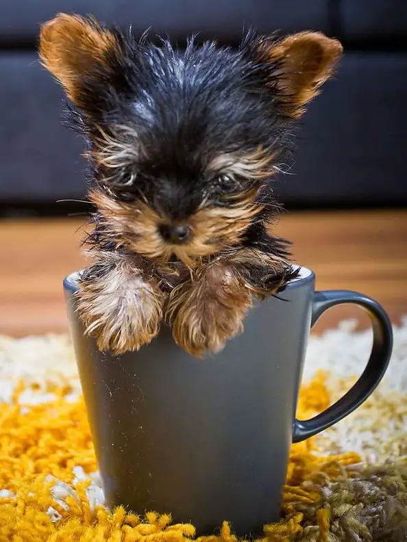17 cups of cuteness coming right up 15