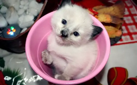 17 cups of cuteness coming right up 17