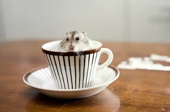 17 cups of cuteness coming right up 4