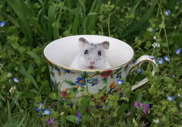 17 cups of cuteness coming right up 7