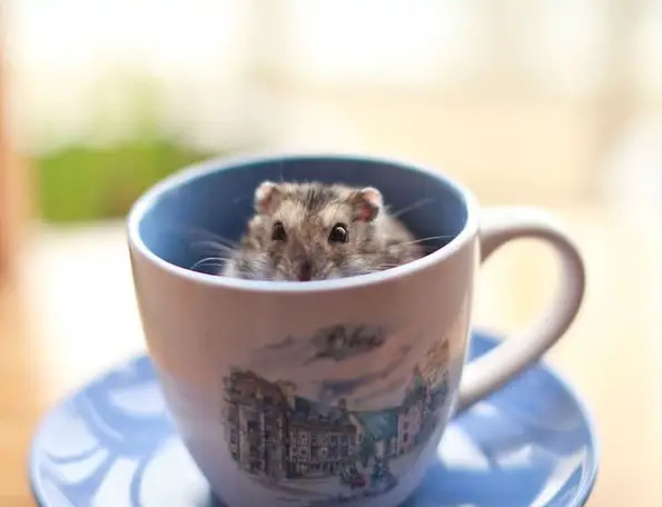 17 cups of cuteness coming right up 9