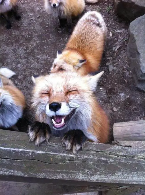17 smiling animals to start your day 10