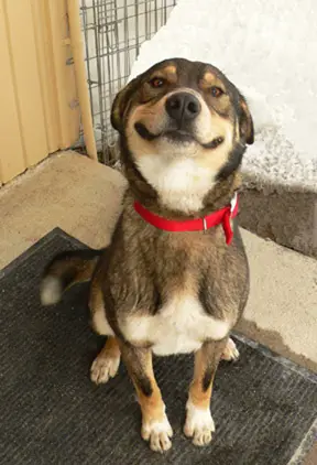 17 smiling animals to start your day 2