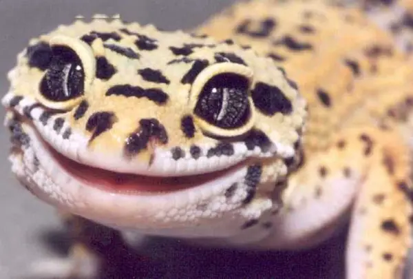17 smiling animals to start your day 5