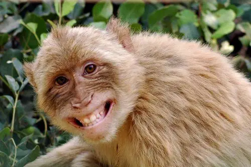 17 smiling animals to start your day 8