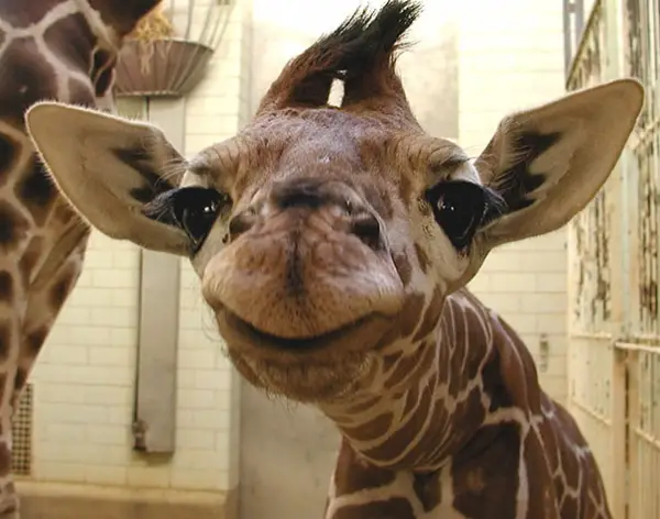 17 smiling animals to start your day 9