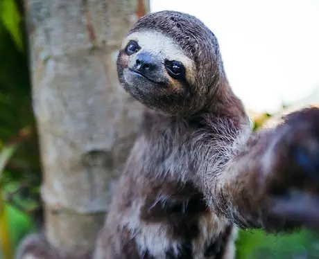 18 animals taking adorable selfies 1