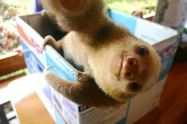 18 animals taking adorable selfies 17