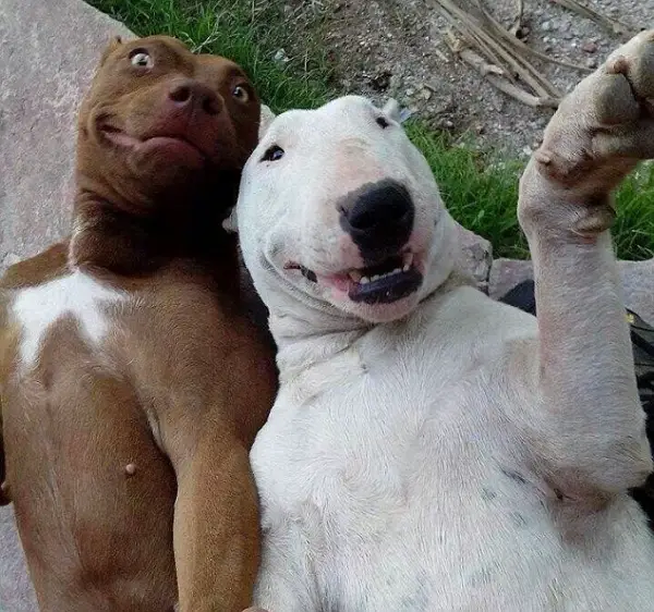 18 animals taking adorable selfies 5