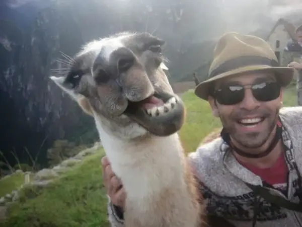 18 animals taking adorable selfies 6
